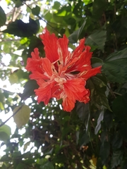 Hibiscus × archeri