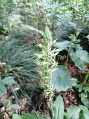 Habenaria stenopetala