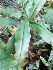 Habenaria stenopetala