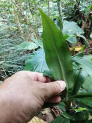 Habenaria stenopetala
