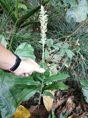 Habenaria stenopetala