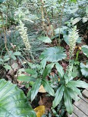 Habenaria stenopetala