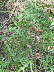 Psacalium decompositum