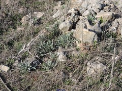 Cynoglossum cheirifolium