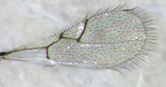 Hexacola