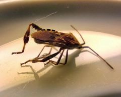 Leptoglossus occidentalis