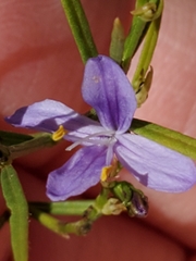 Carlowrightia linearifolia