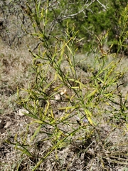 Carlowrightia linearifolia