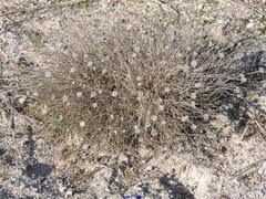 Centaurea hyssopifolia