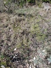 Carlowrightia linearifolia
