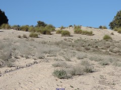 Centaurea hyssopifolia