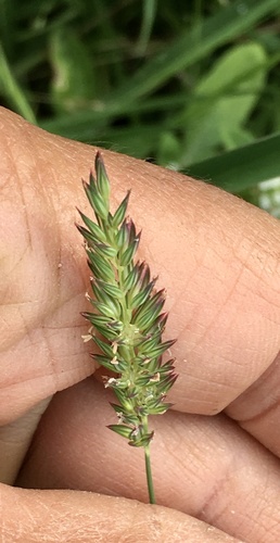 Phalaris platensis