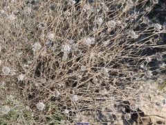 Centaurea hyssopifolia