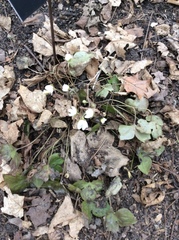 Hepatica