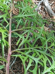 Psacalium decompositum