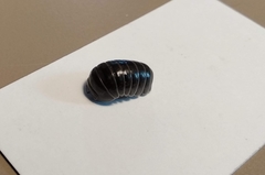 Armadillo officinalis