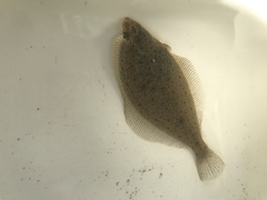 Citharichthys stigmaeus