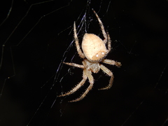 Pararaneus cyrtoscapus