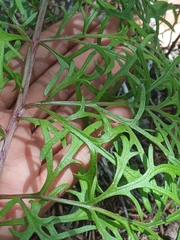 Psacalium decompositum