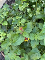 Lantana × strigocamara