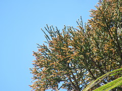 Dacrycarpus dacrydioides