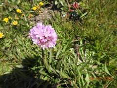 Armeria maritima californica