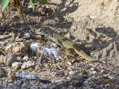 Ameiva bifrontata