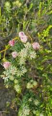Trichocephalus stipularis