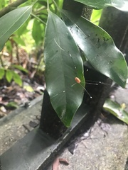 Pseudogagrella splendens