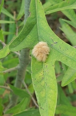 Callirhytis infuscata