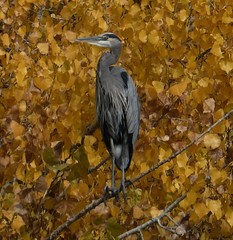 Ardea herodias
