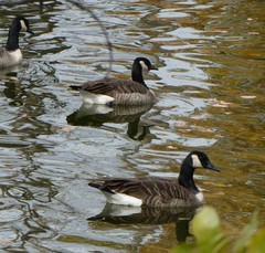 Branta canadensis