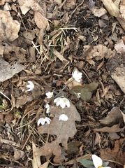 Hepatica