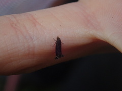 Erechthias externella