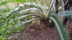 Encephalartos