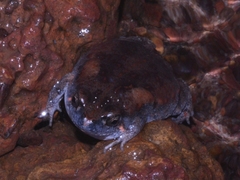 Uperoleia crassa