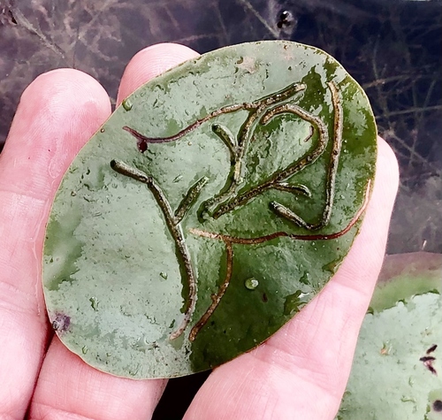 Polypedilum braseniae photo 2