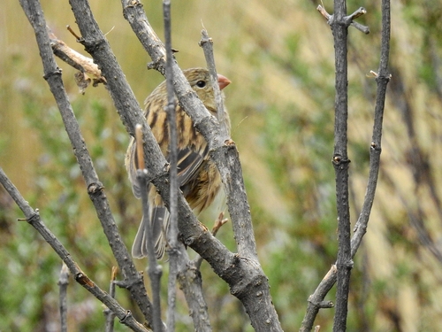 Plain-colored Seedeater (Catamenia inornata), photo 5