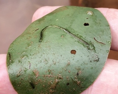 Polypedilum braseniae