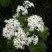 Olearia rani rani - Photo no rights reserved, uploaded by Peter de Lange