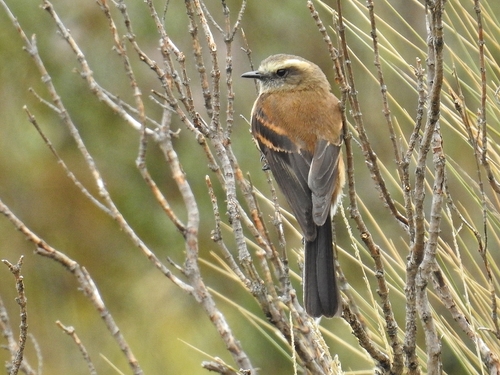 Brown-backed Chat-Tyrant (Ochthoeca fumicolor), photo 8