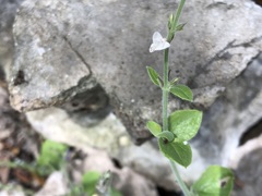 Carlowrightia torreyana