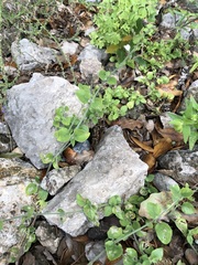 Carlowrightia torreyana