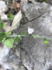 Carlowrightia torreyana
