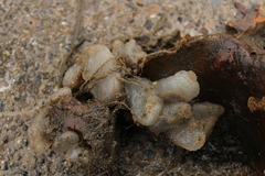 Ascidiella aspersa
