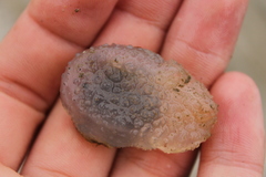 Ascidiella aspersa