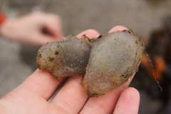Ascidiella aspersa