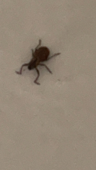 Pantomorus cervinus