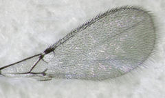 Aspilota albertica