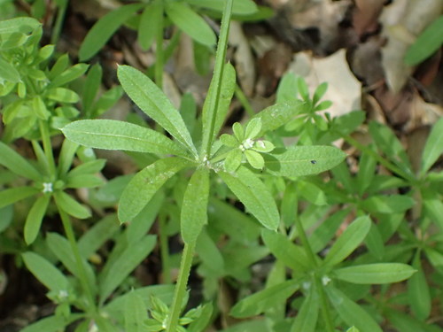 iNaturalist observation photo of catchweed bedstraw